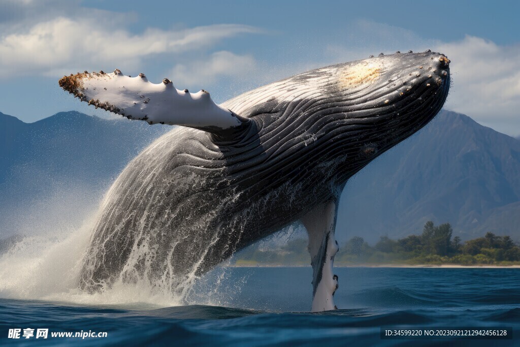 鲸鱼  