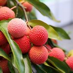 荔枝 