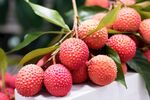 荔枝 