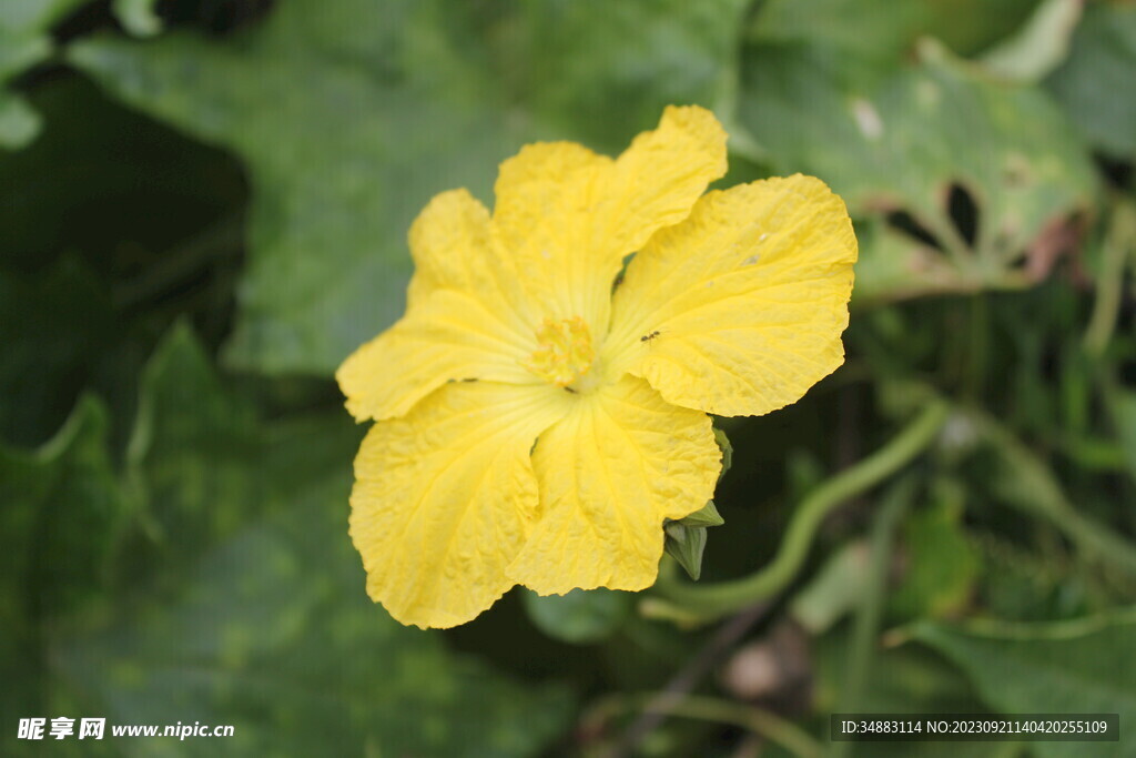 丝瓜花