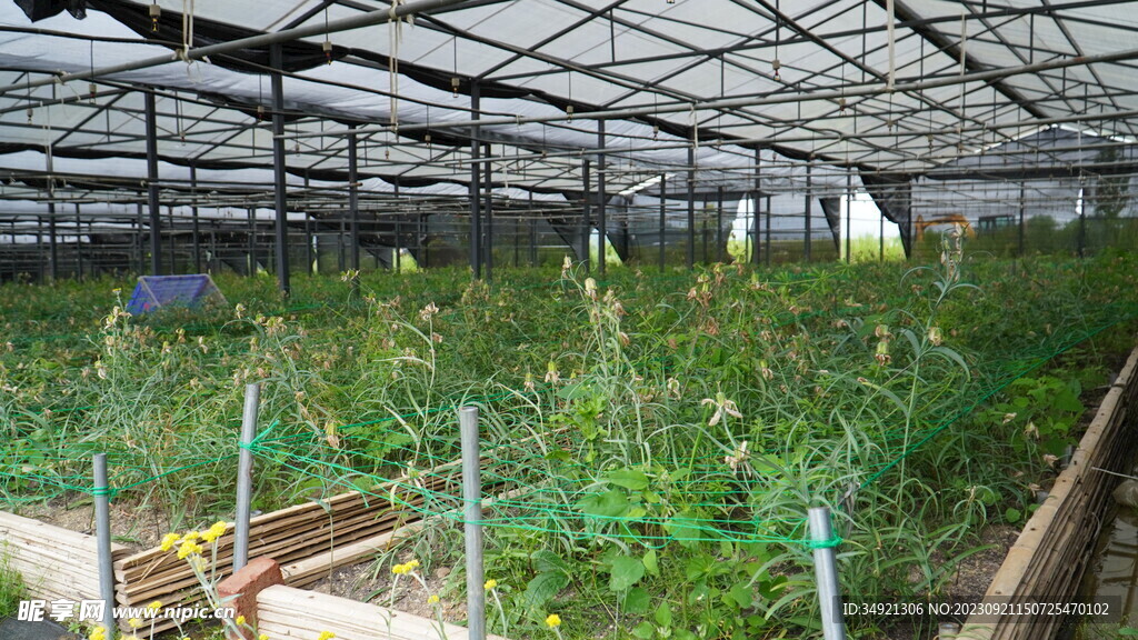 川贝母种植基地2年苗