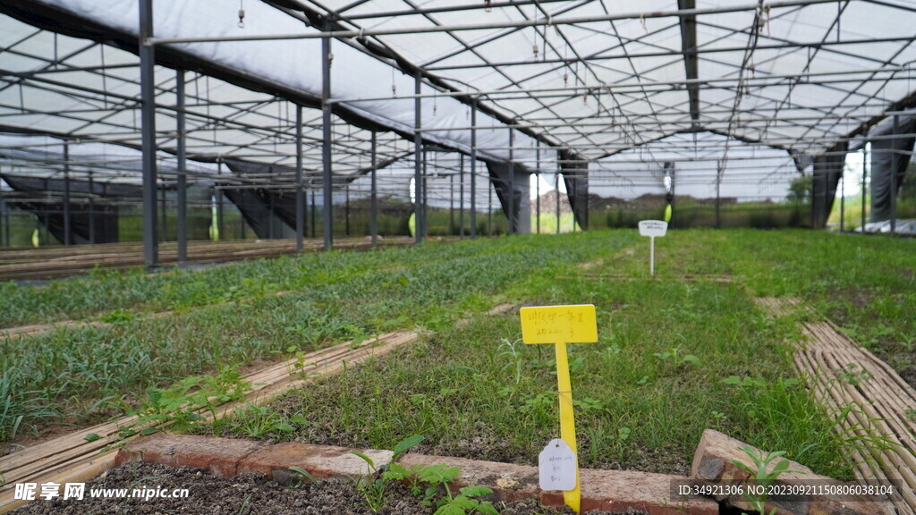 川贝母种植基地展示区