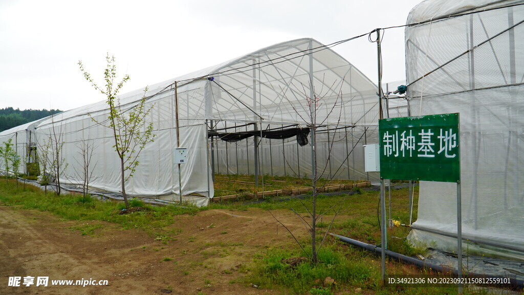 川贝母种植基地