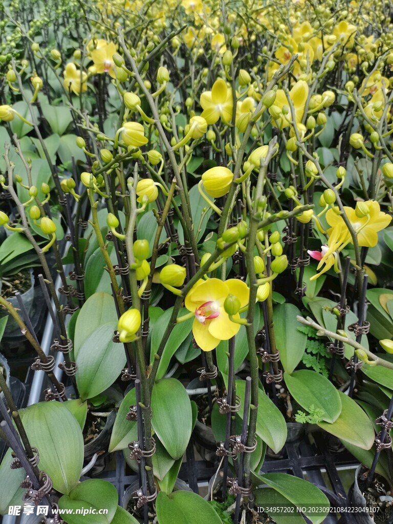 兰花