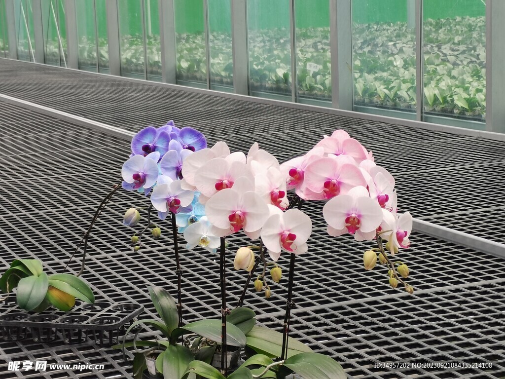 兰花