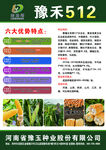 玉米种子