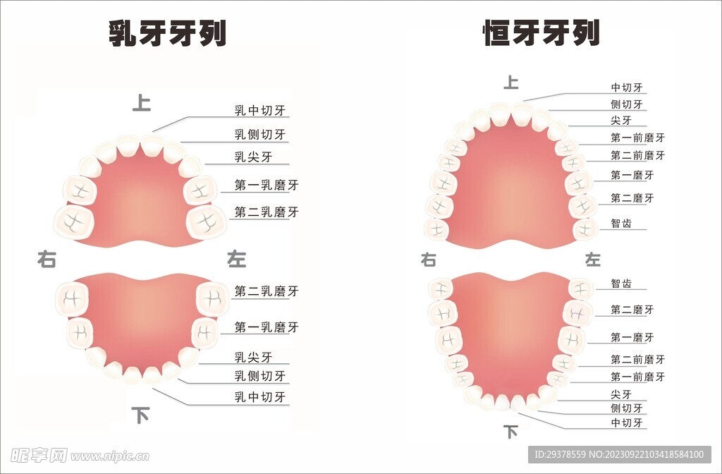 牙位排列