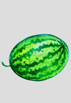 水果蔬菜手绘
