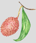 水果蔬菜手绘