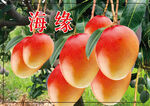 芒果贴
