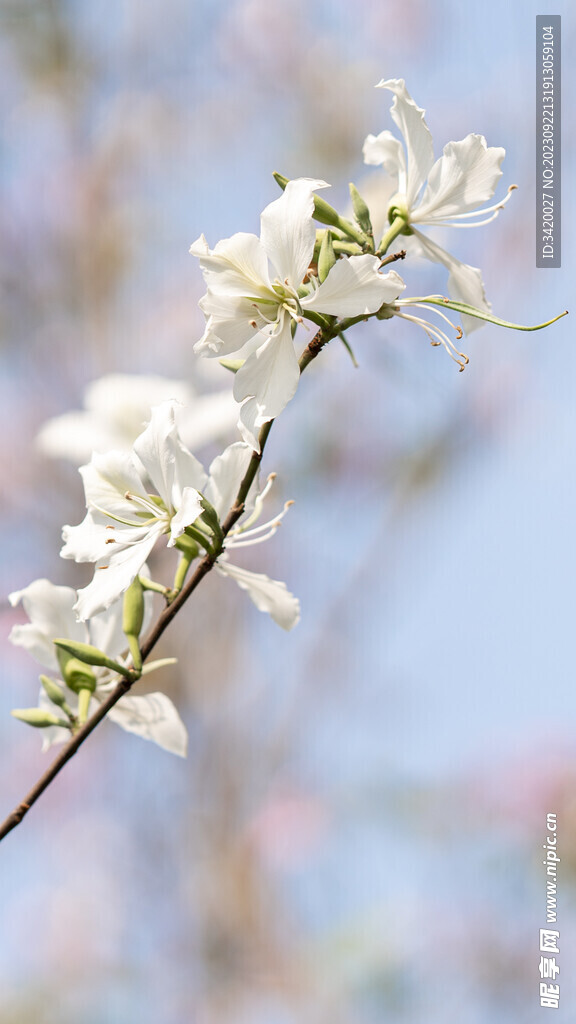 白花洋紫荆