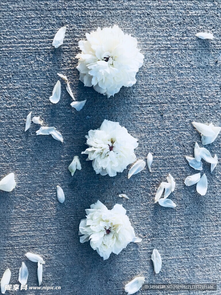 白花与花瓣