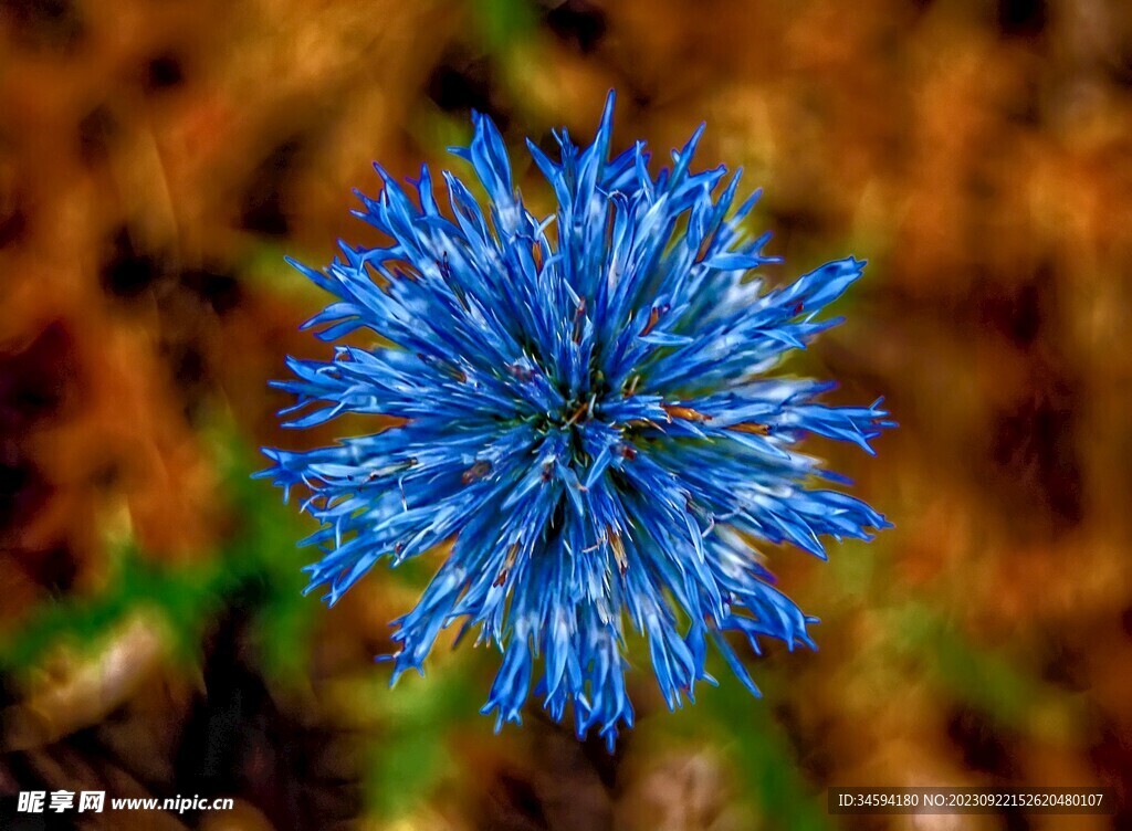 蓝刺头花朵