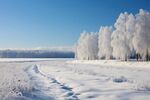 雪景