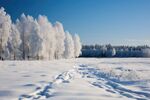 雪景