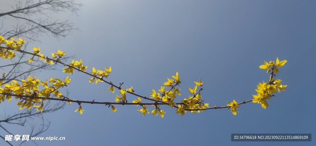 金钟花