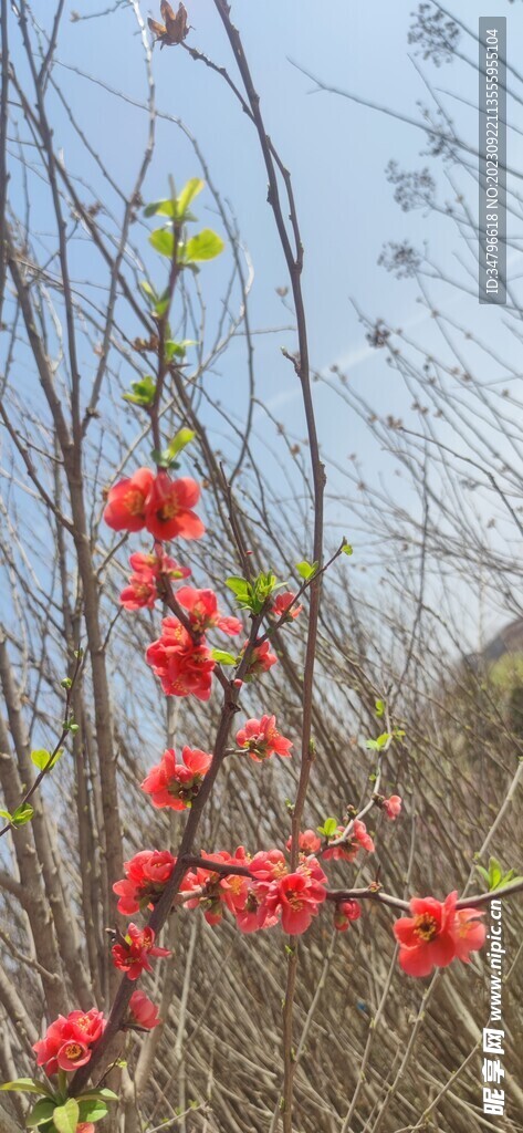 海棠花