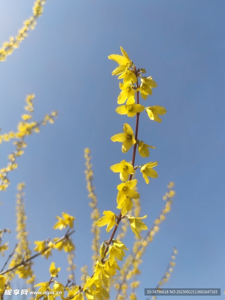 金钟花