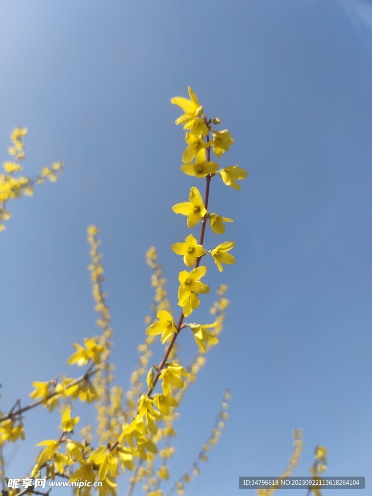 金钟花