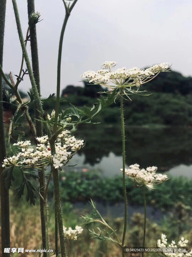 野胡萝卜花