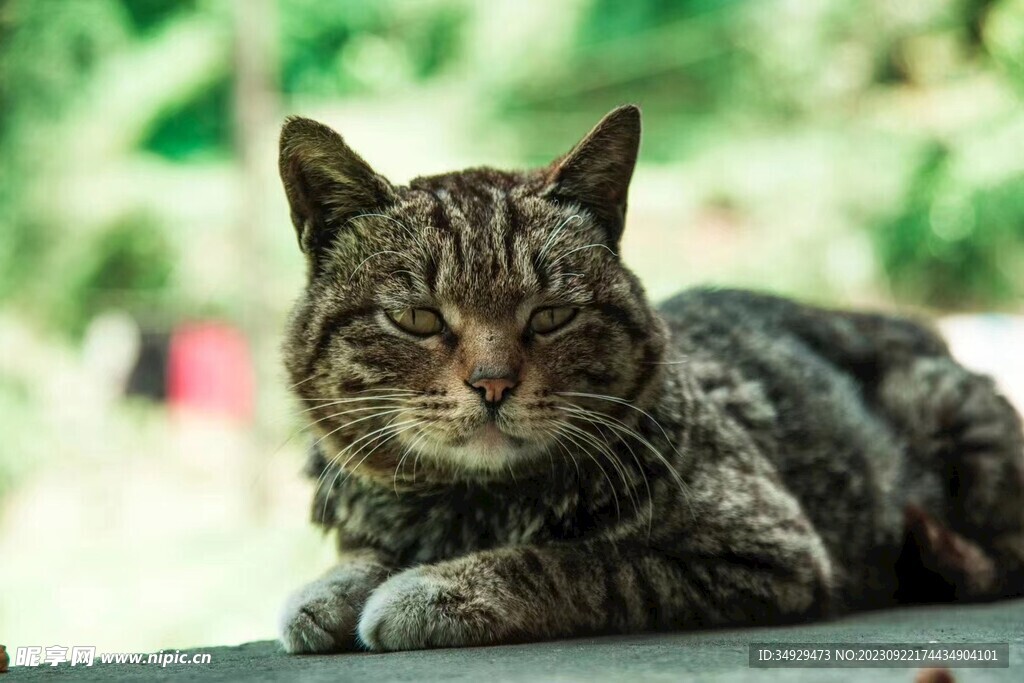 小猫