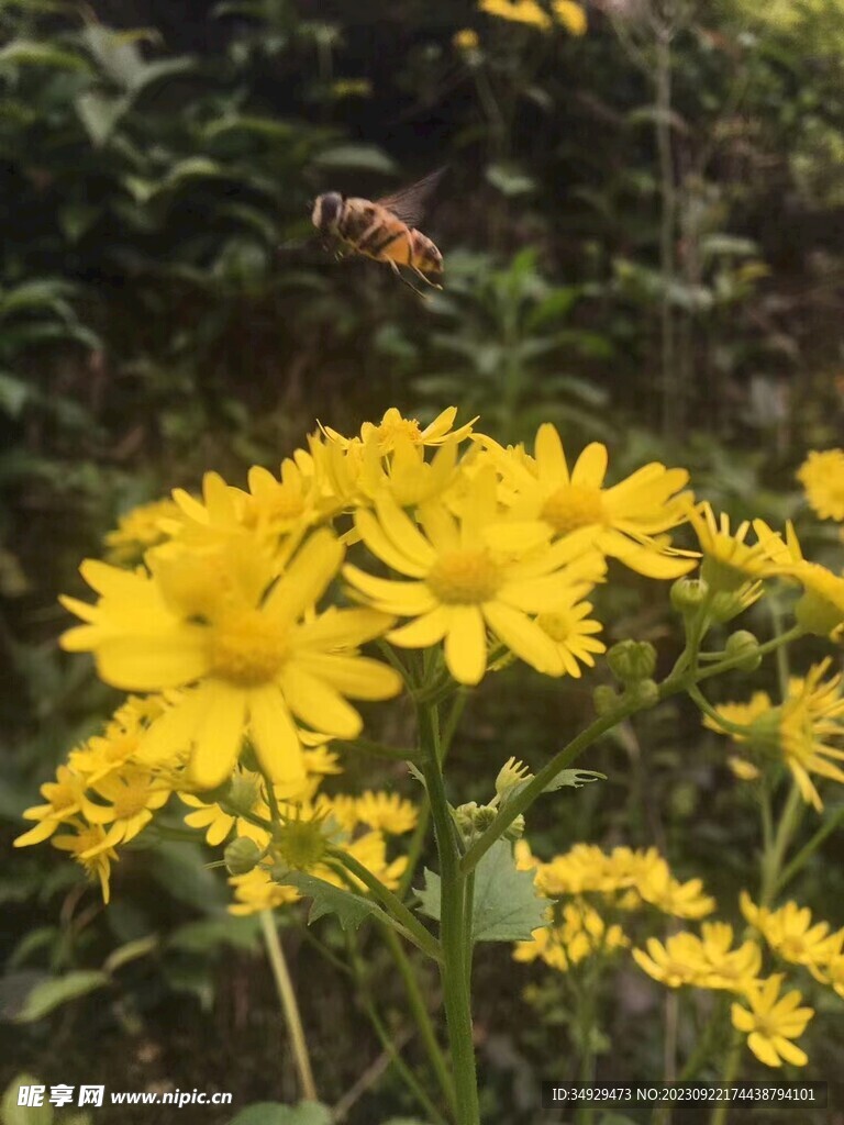 蜜蜂采蜜