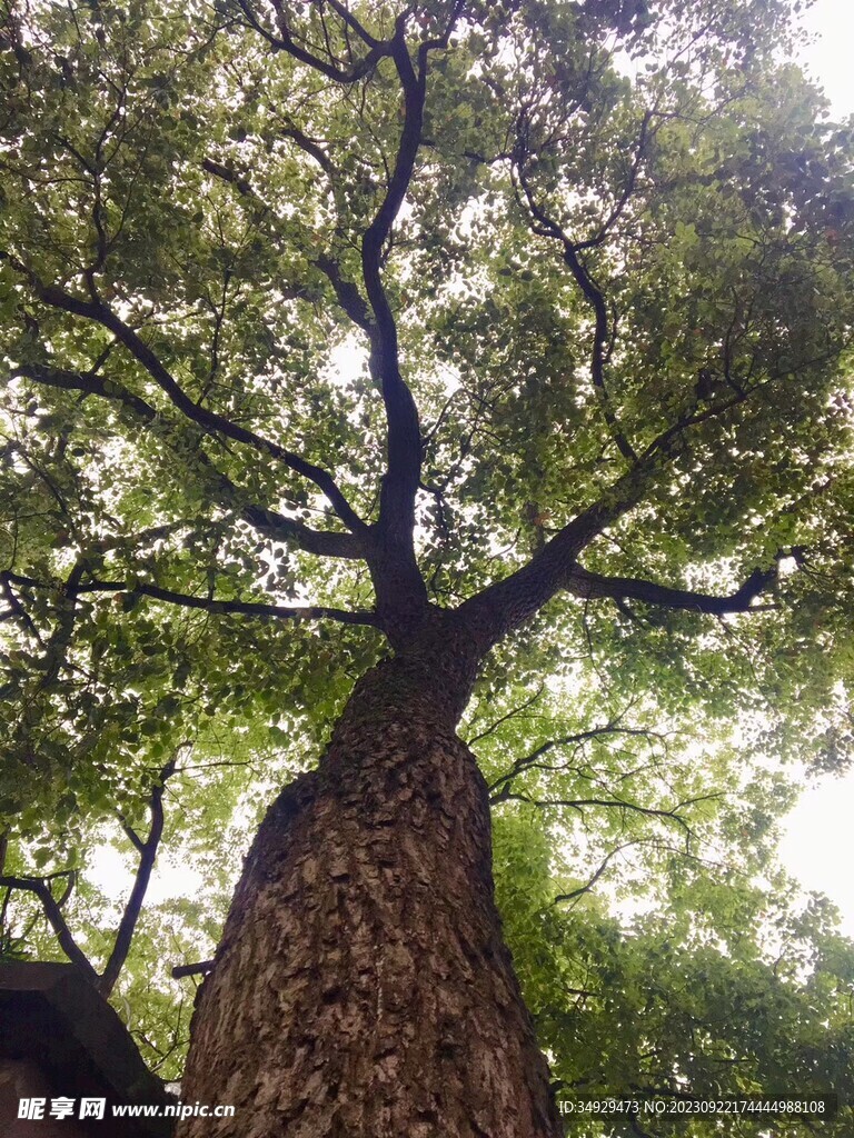 大树