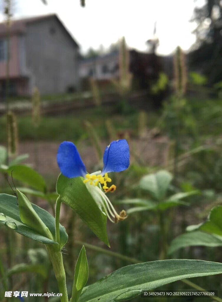 鸭跖草