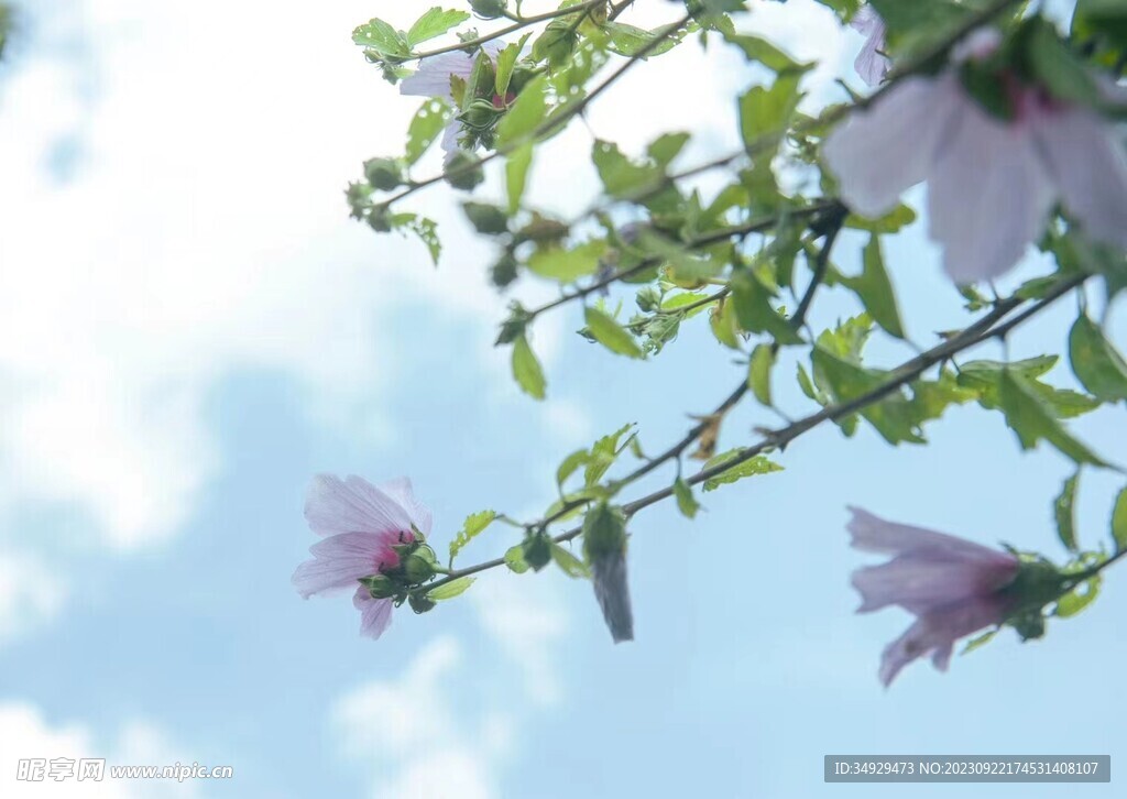 木槿 