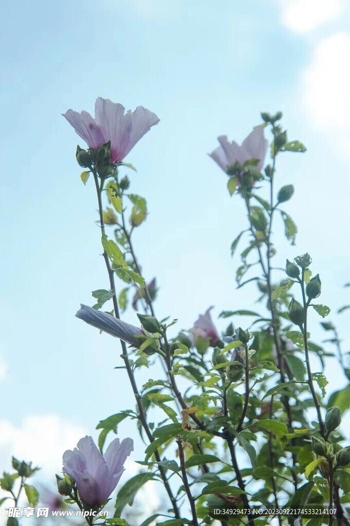 木槿
