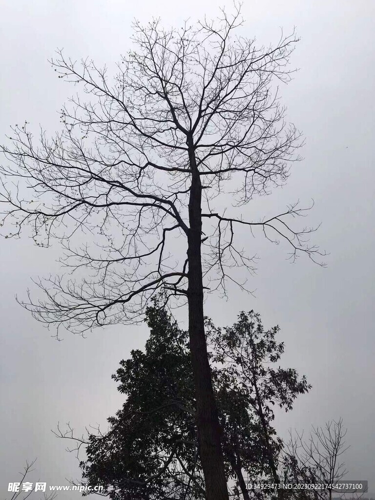 树枝
