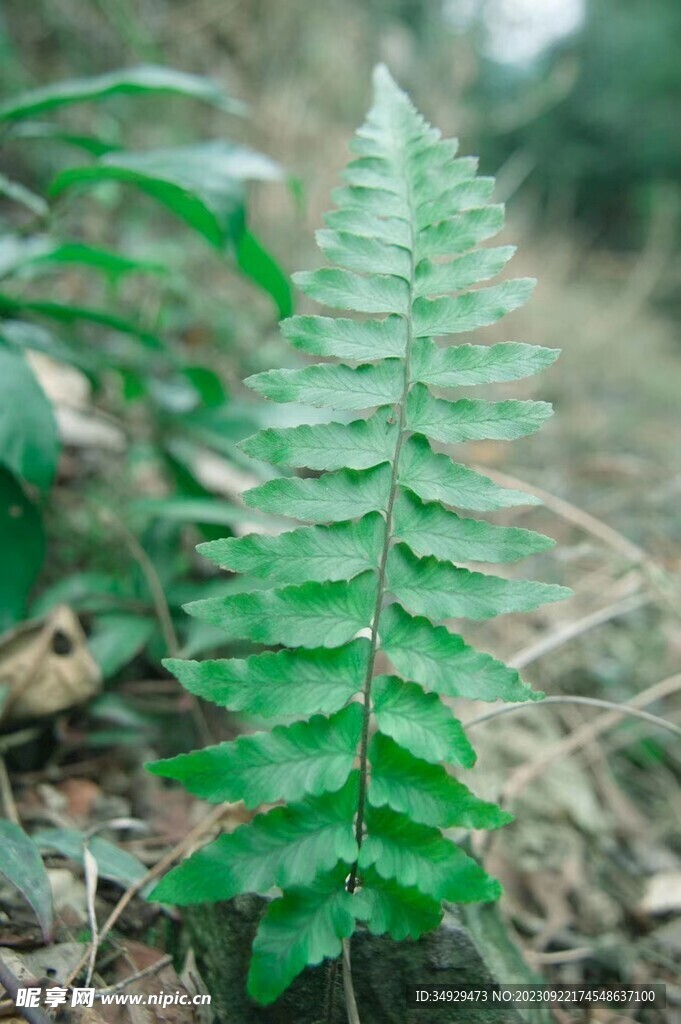 倒挂铁角蕨