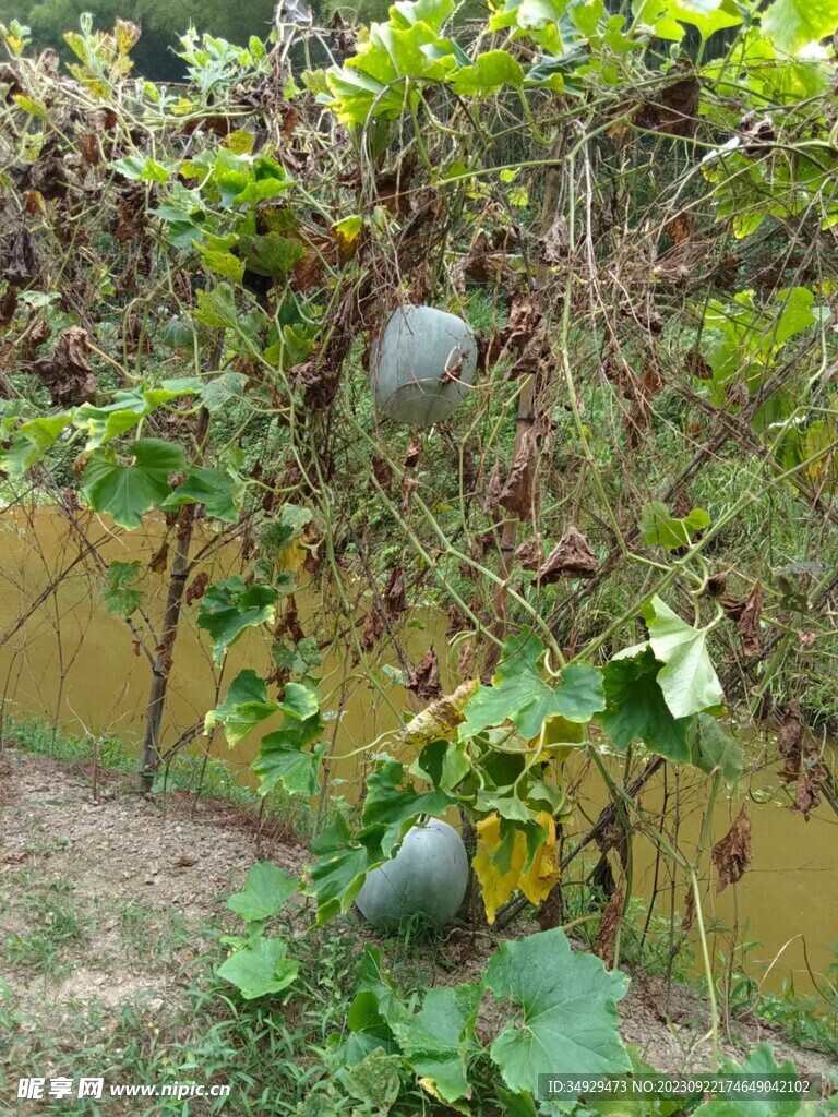 冬瓜