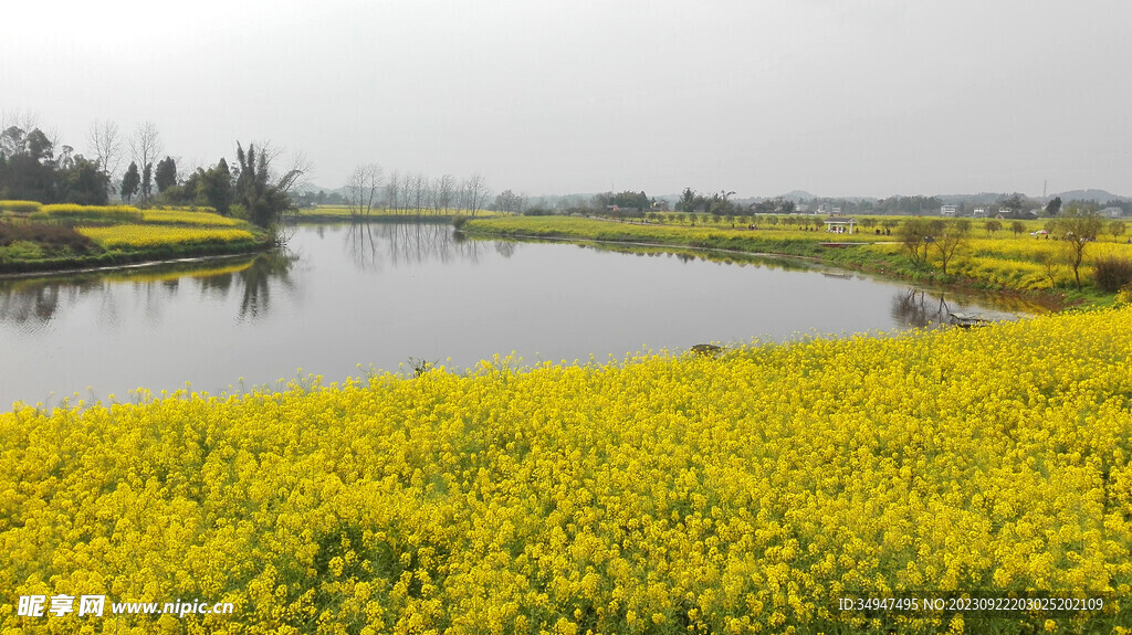 油菜花