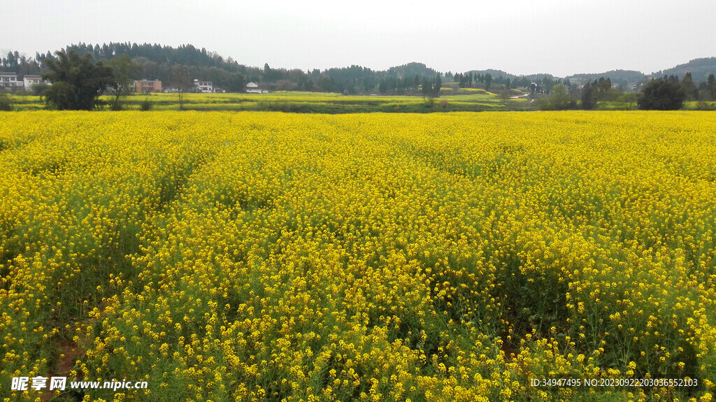 油菜花