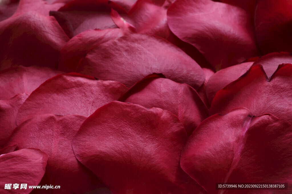 红色的玫瑰花花瓣