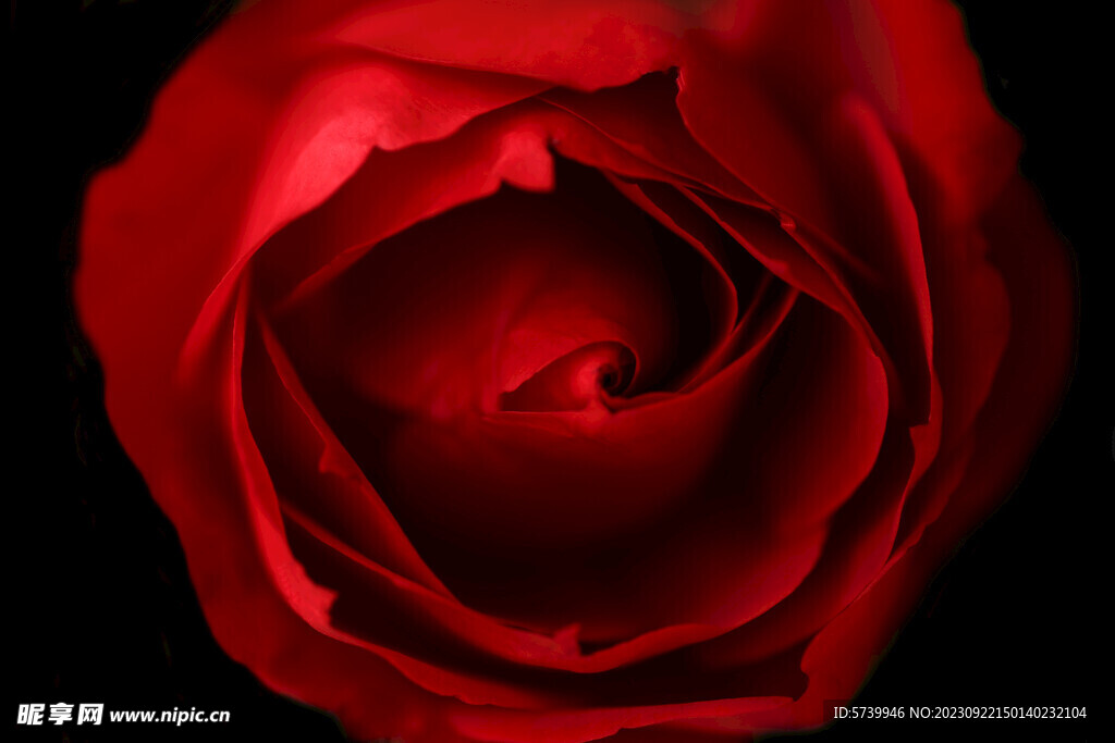 红色的玫瑰花