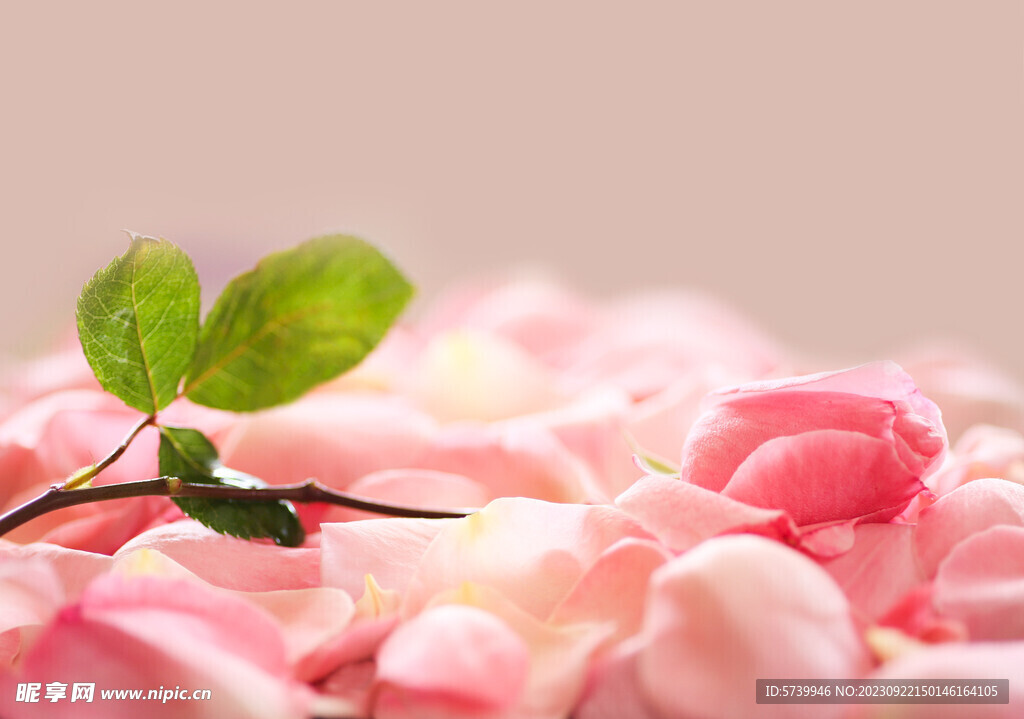 粉色的玫瑰花花瓣