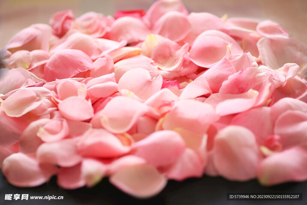 粉色的玫瑰花花瓣
