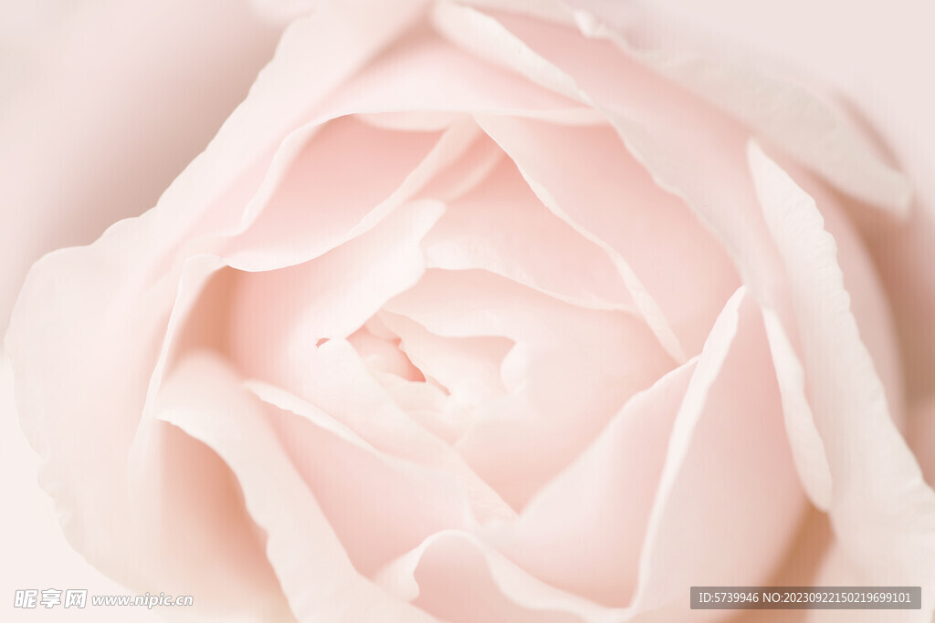 淡粉色的玫瑰花