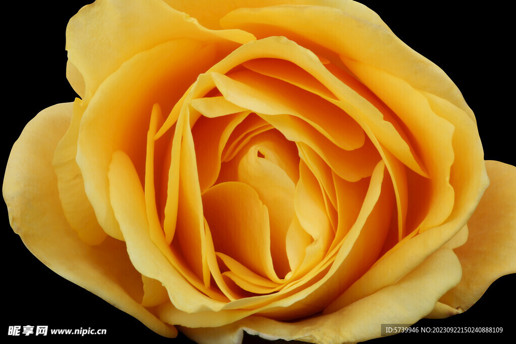 黄色的玫瑰花