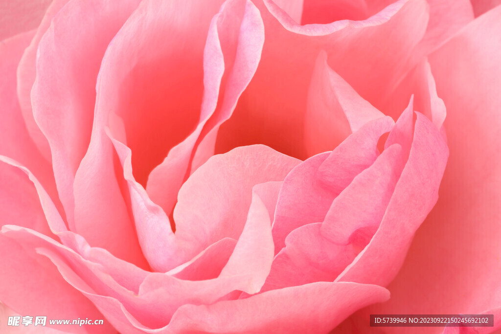 粉色玫瑰花素材