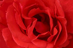 红色玫瑰花素材