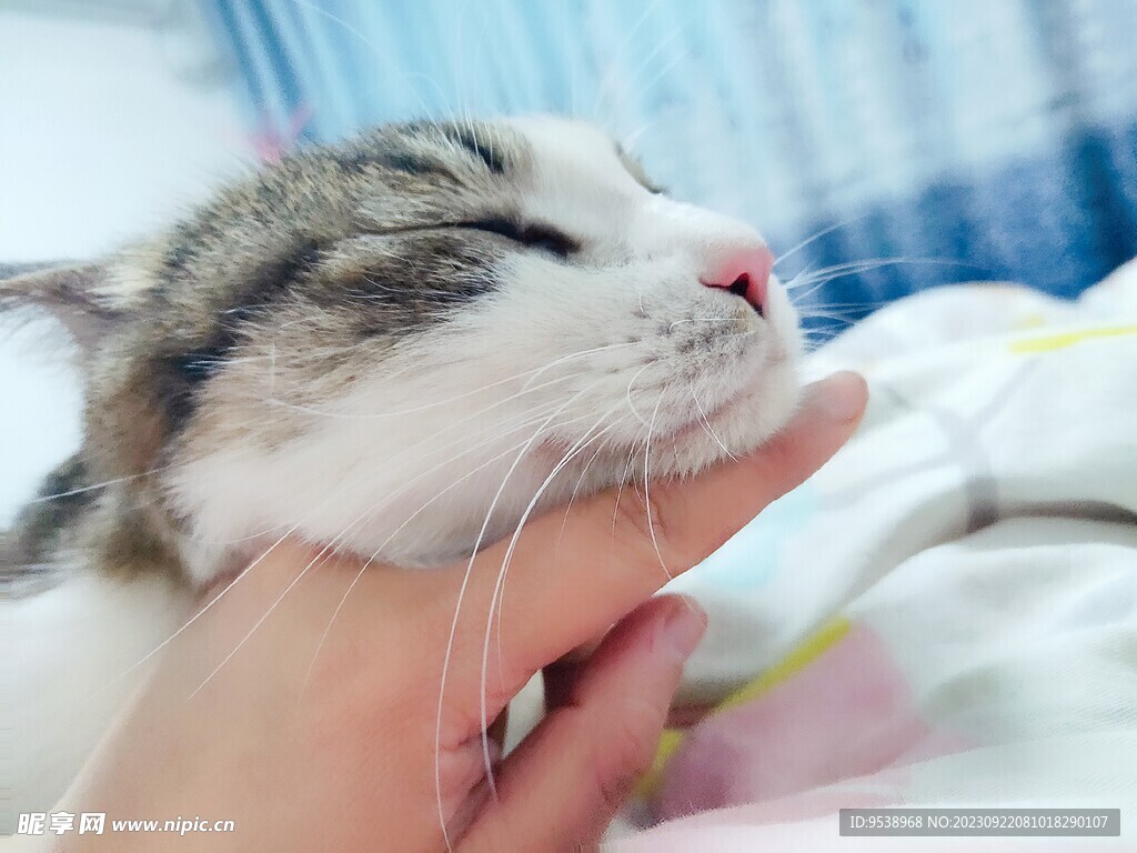 温顺的小猫咪