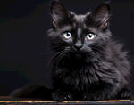 小猫咪