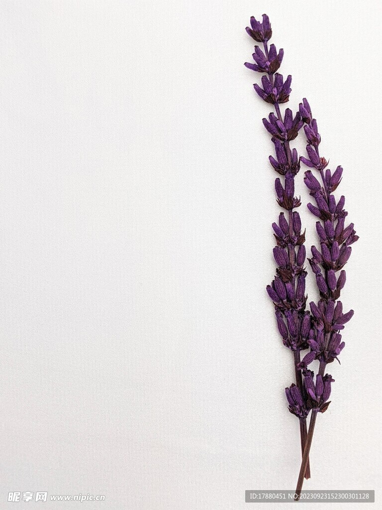 薰衣草
