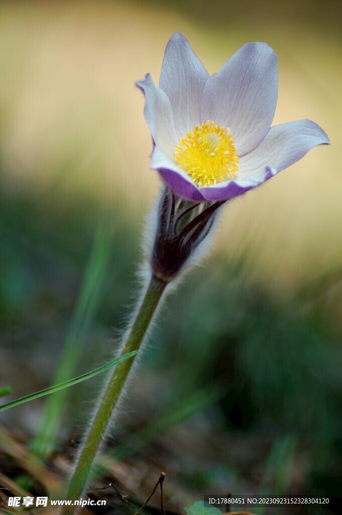 白头翁花