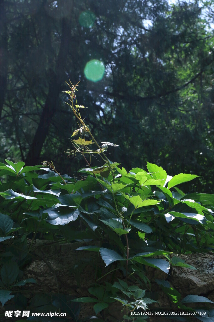 龙潭中湖风景