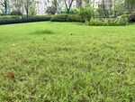 草坪