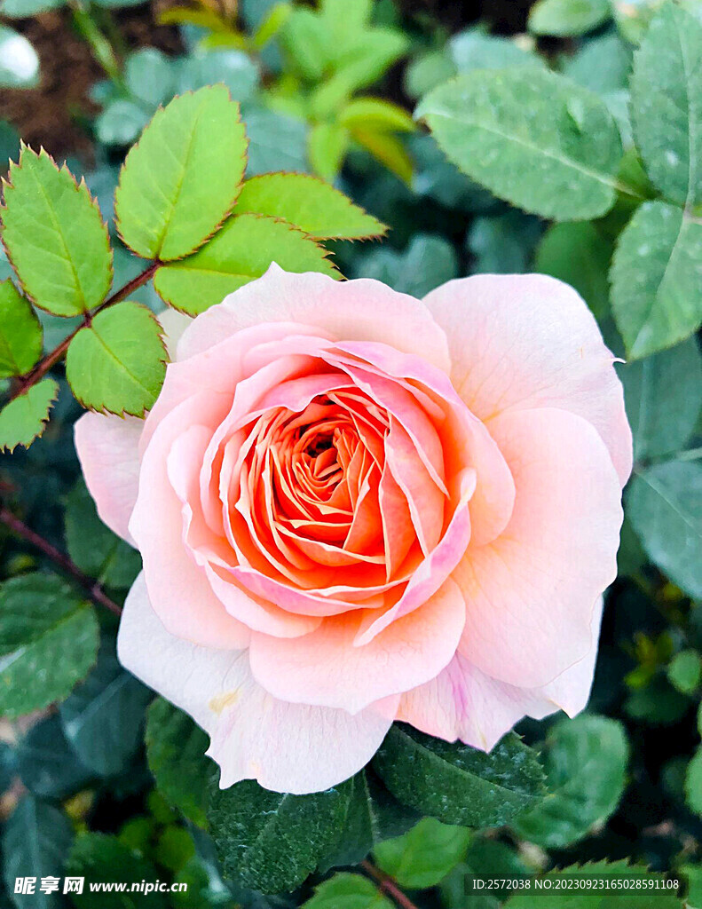 月季花开